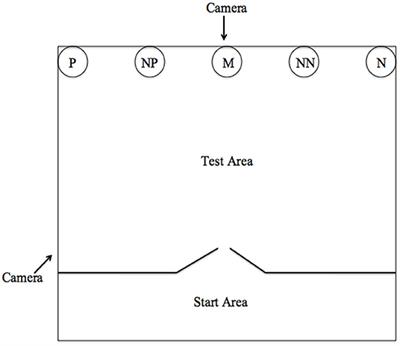 Judgment Bias During Gestation in Domestic Pigs